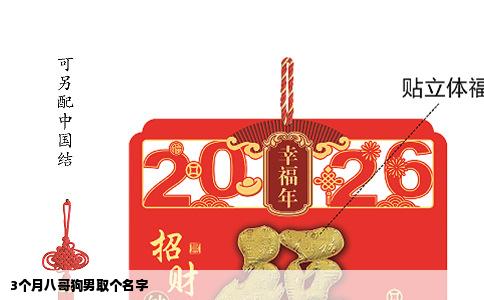 3个月八哥狗男取个名字