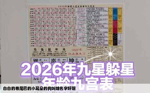 白白的卷尾巴的小耳朵的狗叫啥名字好啊