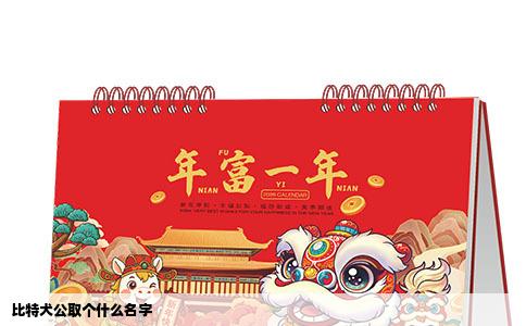 比特犬公取个什么名字