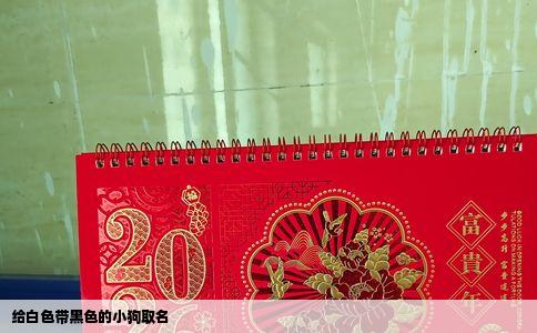 给白色带黑色的小狗取名