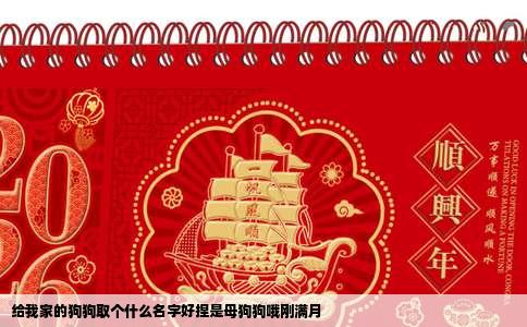 给我家的狗狗取个什么名字好捏是母狗狗哦刚满月