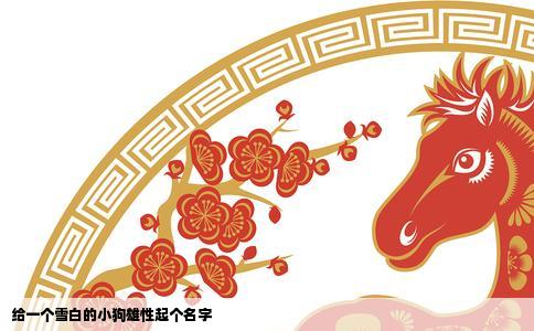 给一个雪白的小狗雄性起个名字