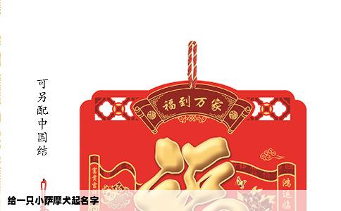 给一只小萨摩犬起名字