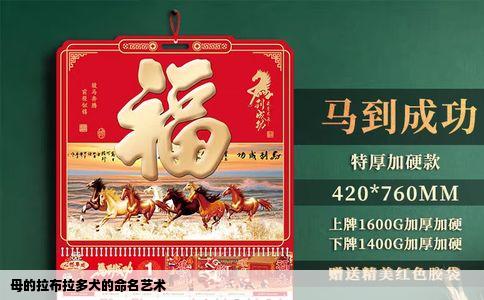 母的拉布拉多犬的命名艺术