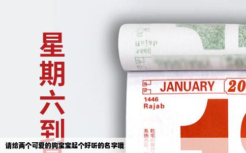 请给两个可爱的狗宝宝起个好听的名字哦