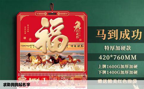 求助狗狗起名字