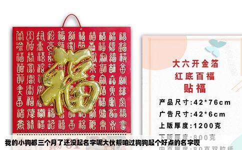 我的小狗都三个月了还没起名字呢大伙帮咱过狗狗起个好点的名字呗