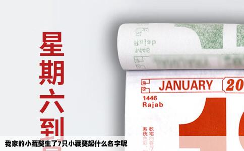 我家的小藏獒生了7只小藏獒起什么名字呢
