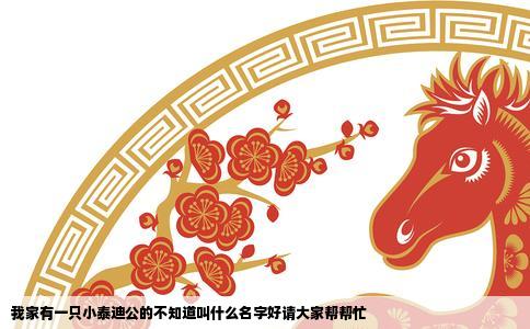 我家有一只小泰迪公的不知道叫什么名字好请大家帮帮忙