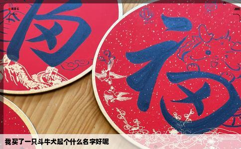 我买了一只斗牛犬起个什么名字好呢