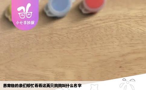 养宠物的亲们帮忙看看这两只狗狗叫什么名字