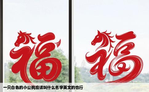 一只白色的小公狗应该叫什么名字英文的也行