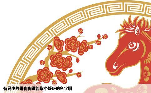 有只小的母狗狗谁能取个好听的名字啊